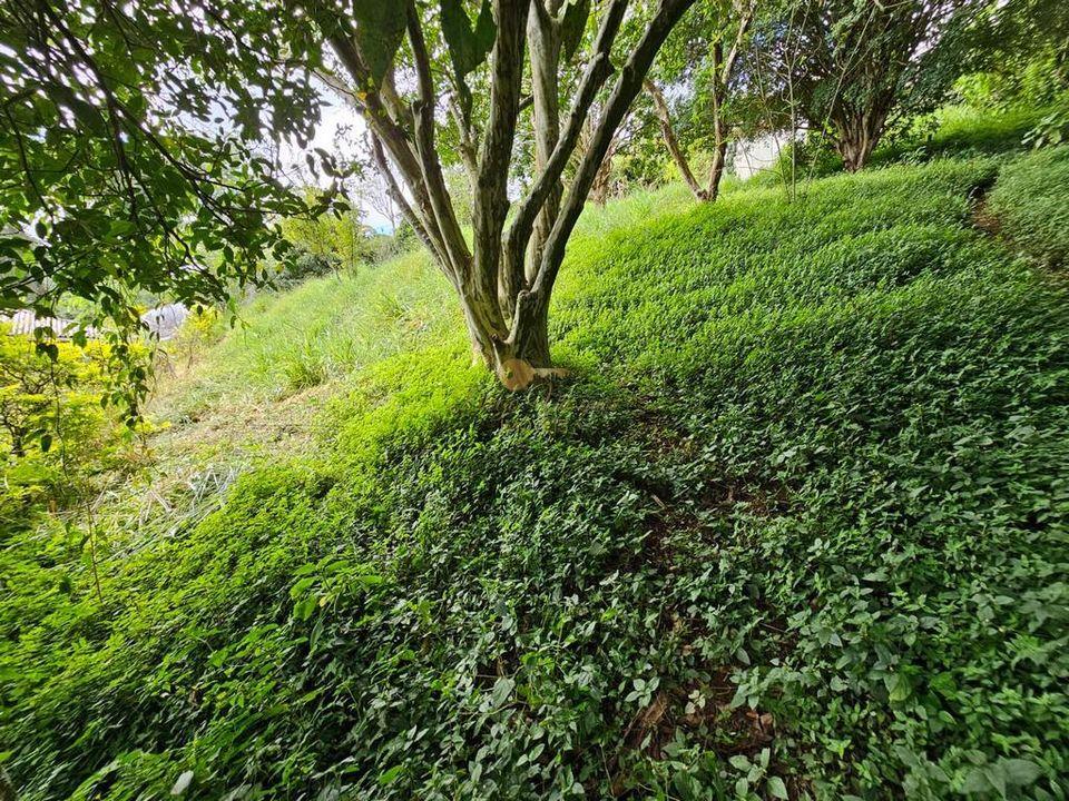 Casa à venda em Posse, Teresópolis - RJ - Foto 36