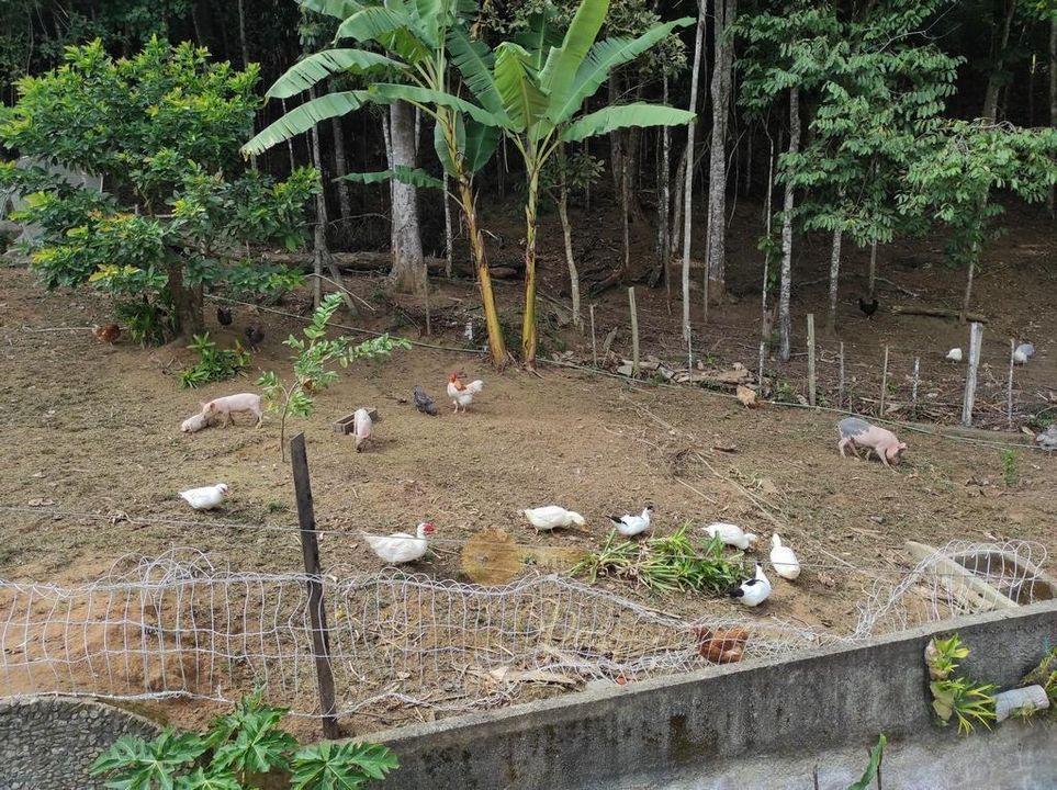 Outros à venda em Albuquerque, Teresópolis - RJ - Foto 25