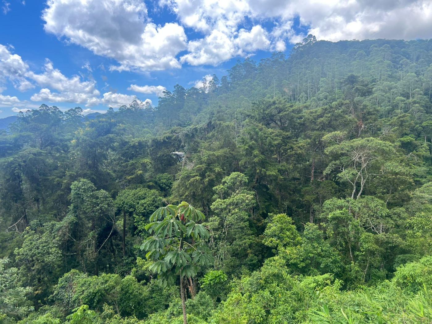 Terreno Residencial à venda em Quarteirão Ingelheim, Petrópolis - RJ - Foto 3