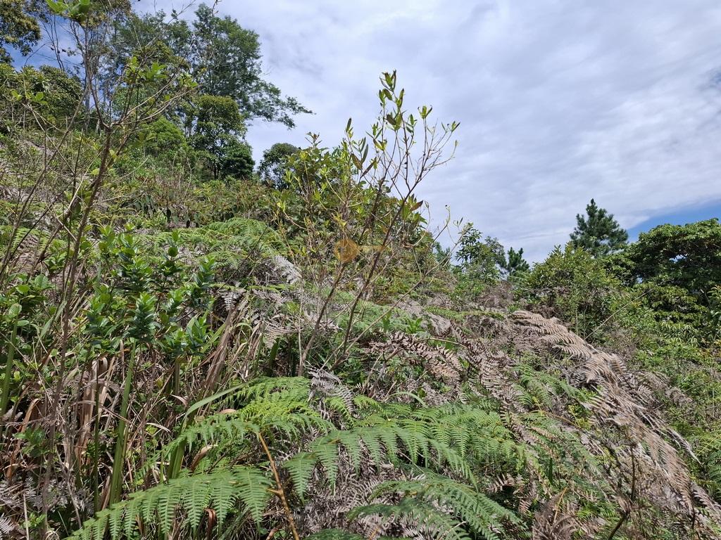 Terreno Residencial à venda em Albuquerque, Teresópolis - RJ - Foto 5
