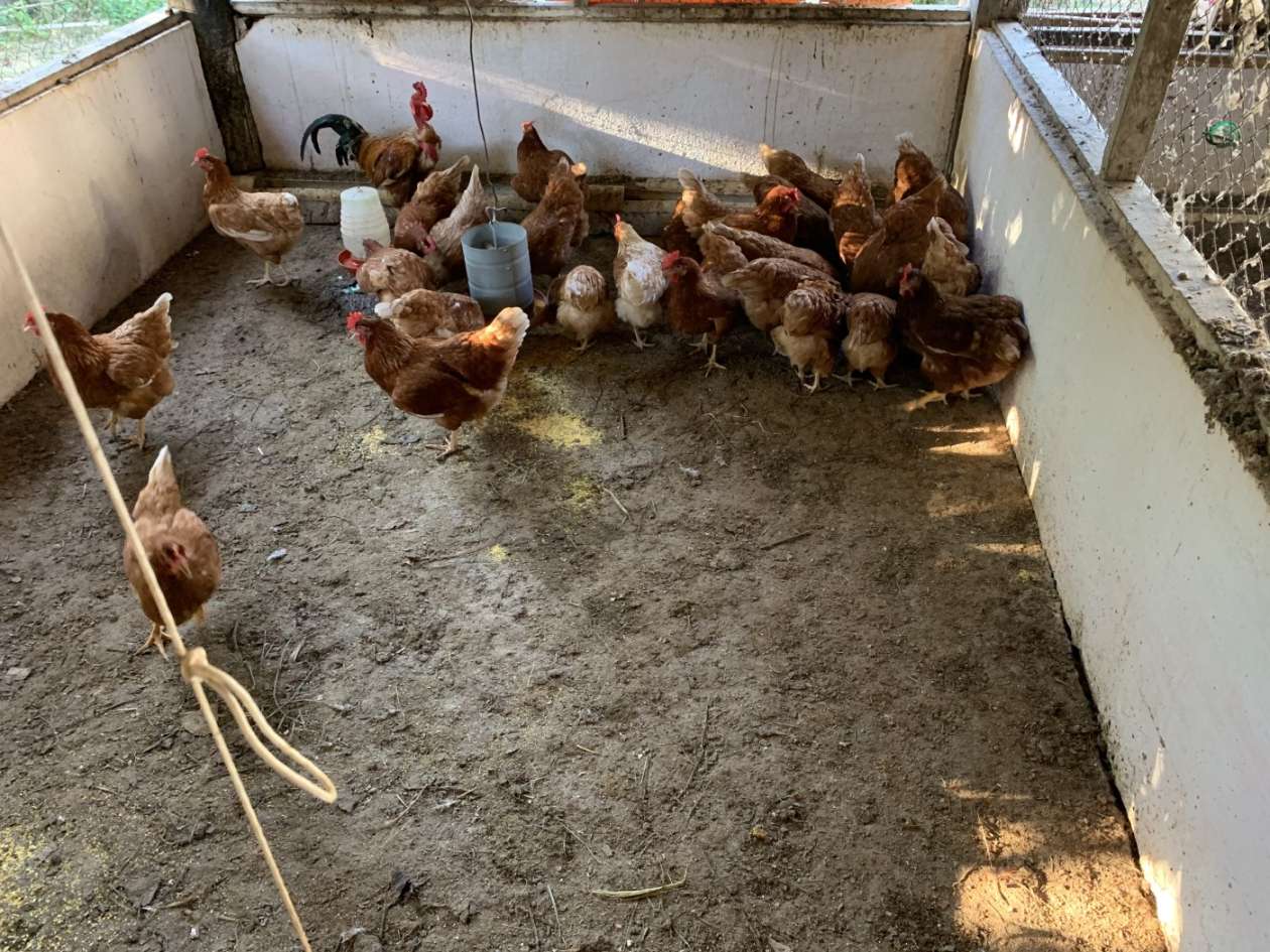 Outros à venda em Bemposta, Três Rios - RJ - Foto 44