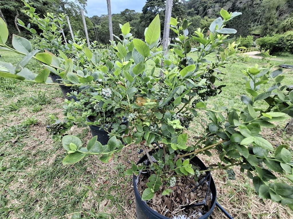 Outros à venda em Santa Rita, Teresópolis - RJ - Foto 25
