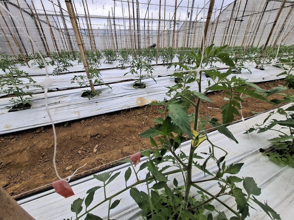Outros à venda em Santa Rita, Teresópolis - RJ - Foto 33