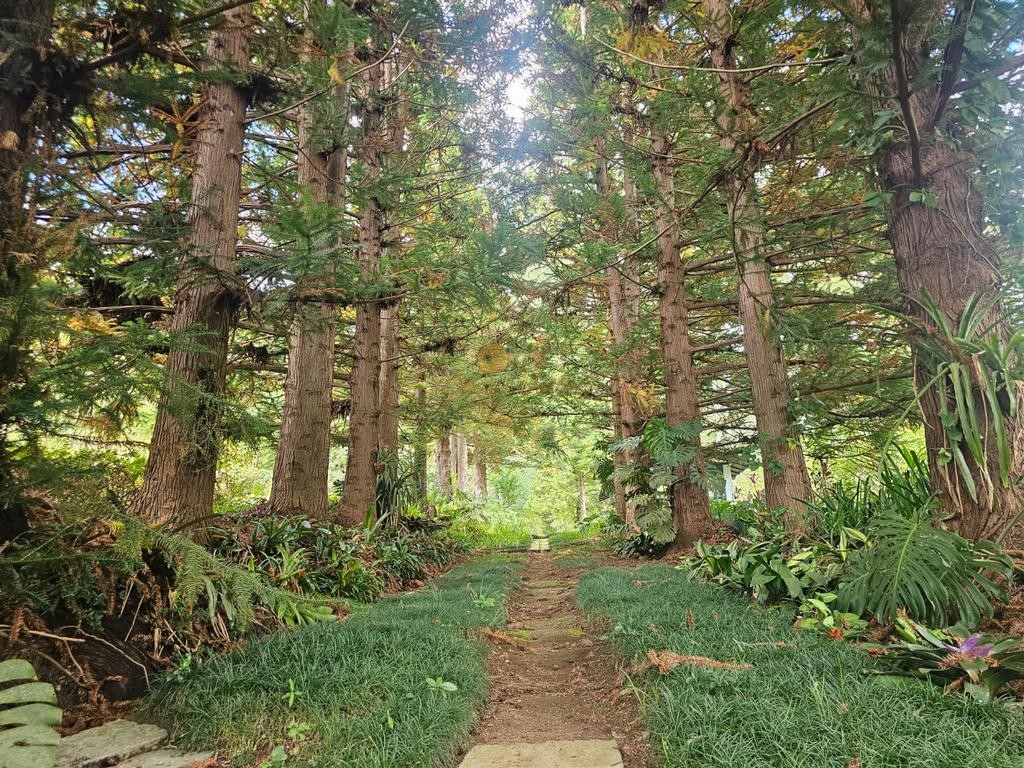 Fazenda, 55 hectares - Foto 7