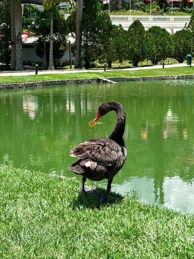Terreno Residencial à venda em Vargem Grande, Teresópolis - RJ - Foto 24