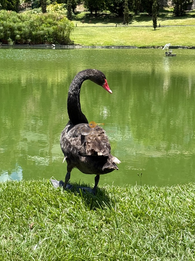 Terreno Residencial à venda em Vargem Grande, Teresópolis - RJ - Foto 23